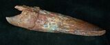 Huge Spinosaurus Tooth - Partial Root #13230-1